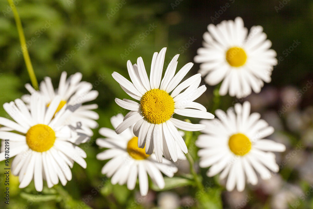 white daisy . flowers. white daisy . flowers.