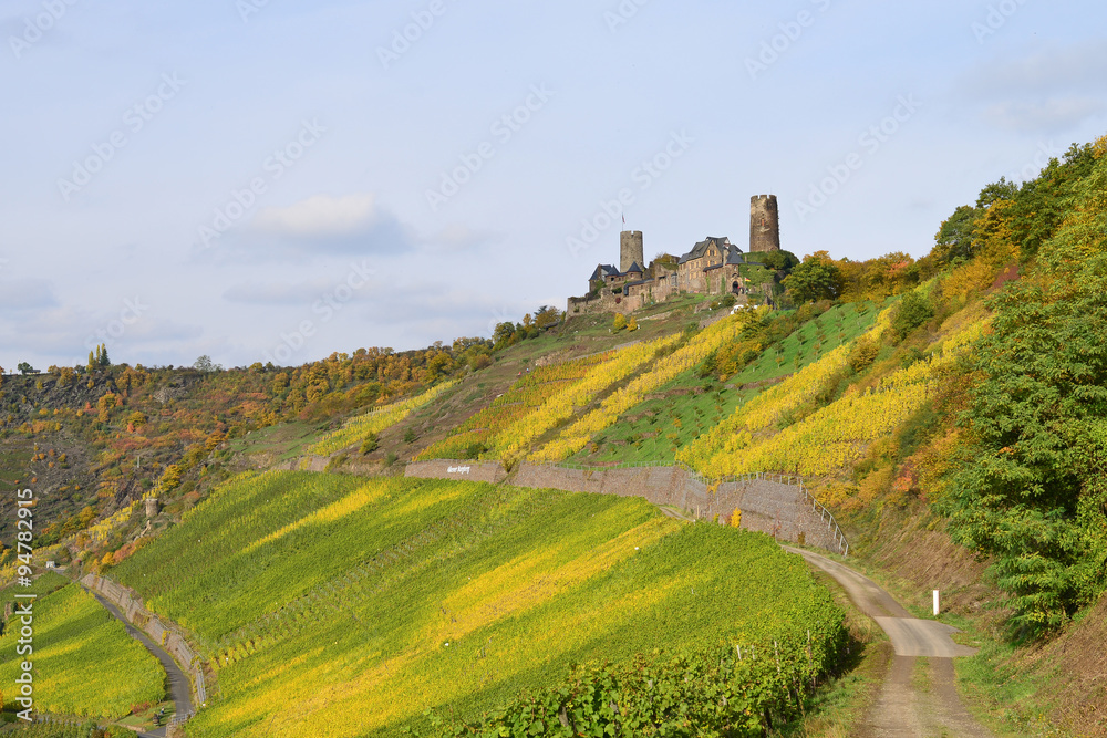 Weinberge mit Blick zur Burg Thurant, Alken und die Mosel im Hintergrund