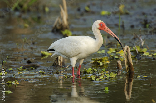 White Ibis (Eudocimus albus), Arthur J Marshall National Wildlife Reserve - Loxahatchee, Florida