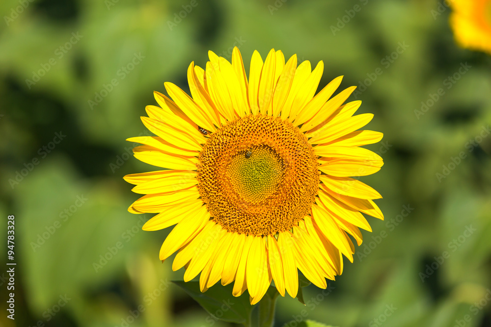 Single Yellow Sunflower