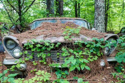 Old Car Covered in Vines and Pinestraw photo
