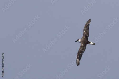 The Black-capped Petrel, Pterodroma hasitata in flight