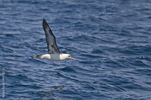 Laysan Albatross, Phoebastria immutabilis gliding over the ocean