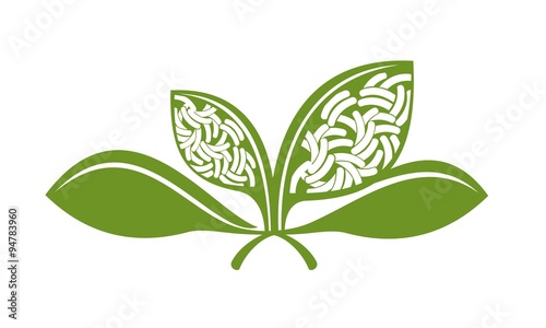 germ agricultural plant leaves