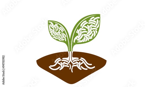 germ agricultural plant leaves