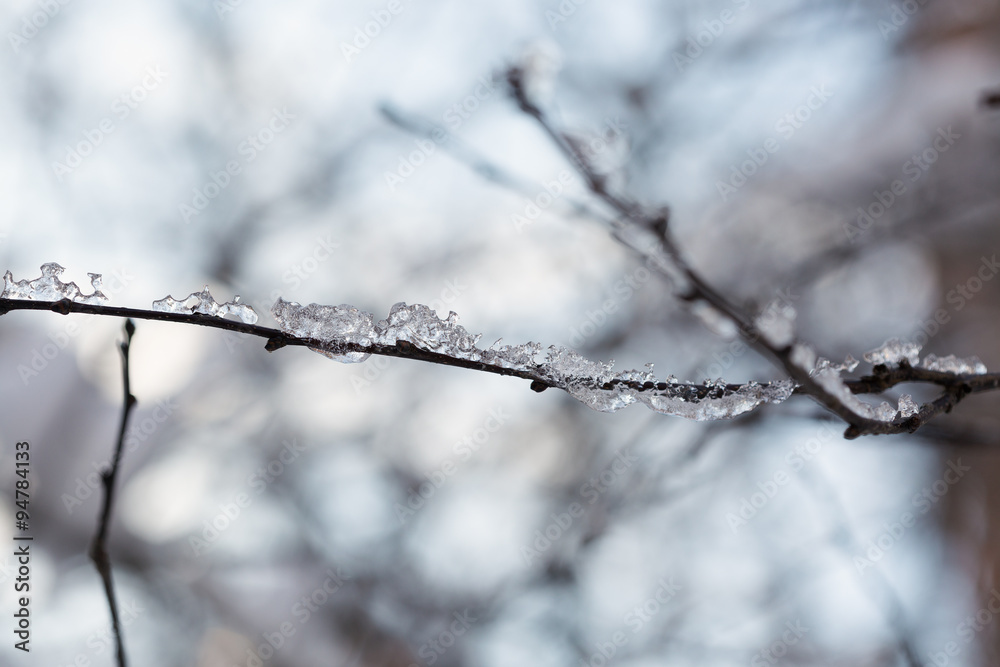 Branches under the snow in winter forest