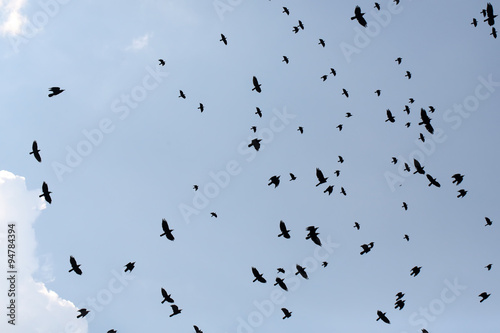 Group of ravens flying in sky