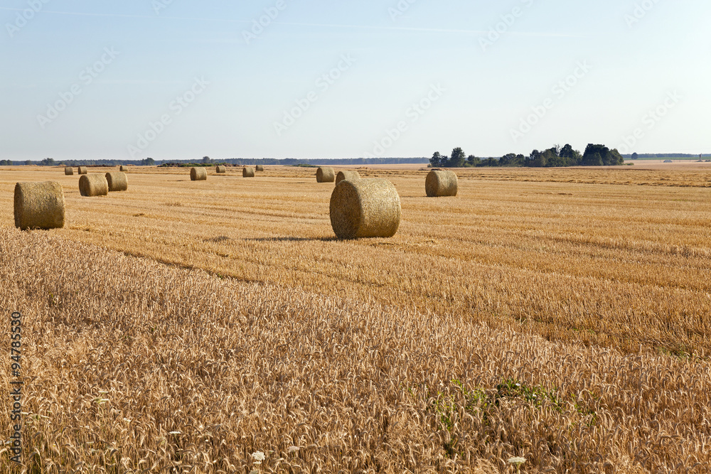Fototapeta premium agricultural field. wheat