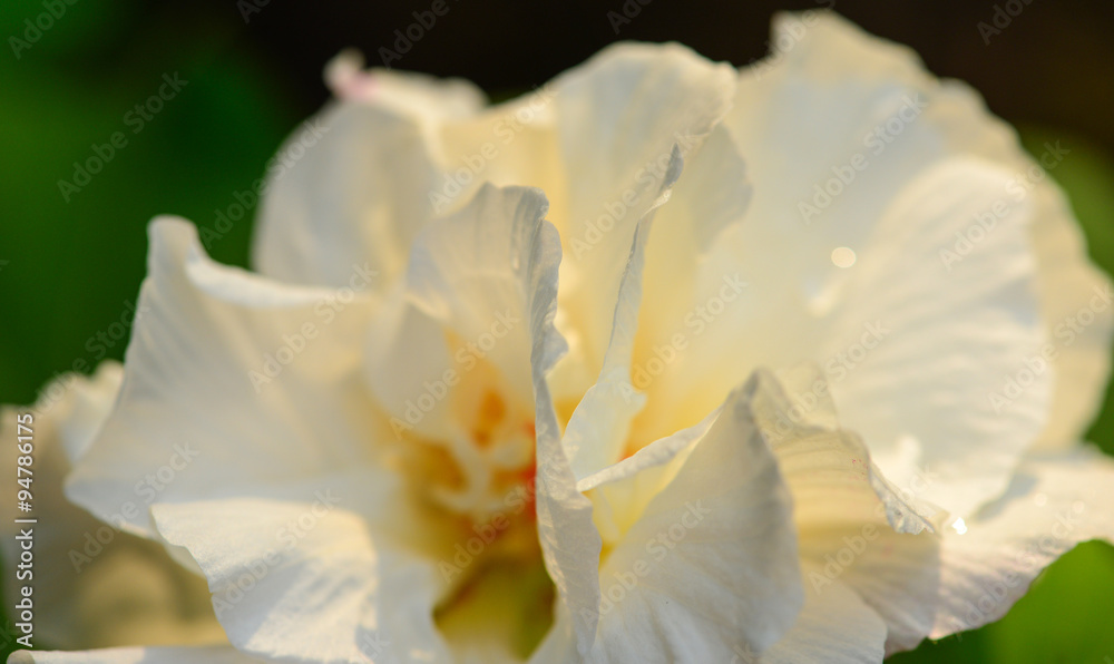 Fototapeta premium White flower closed up, Selective focus applied
