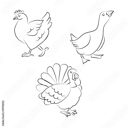 Chiken, turkey and goose 