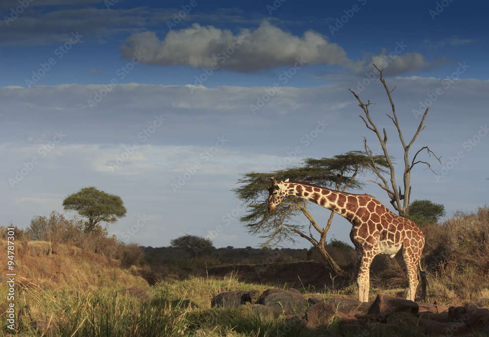 Fototapeta premium Giraffes in Africa