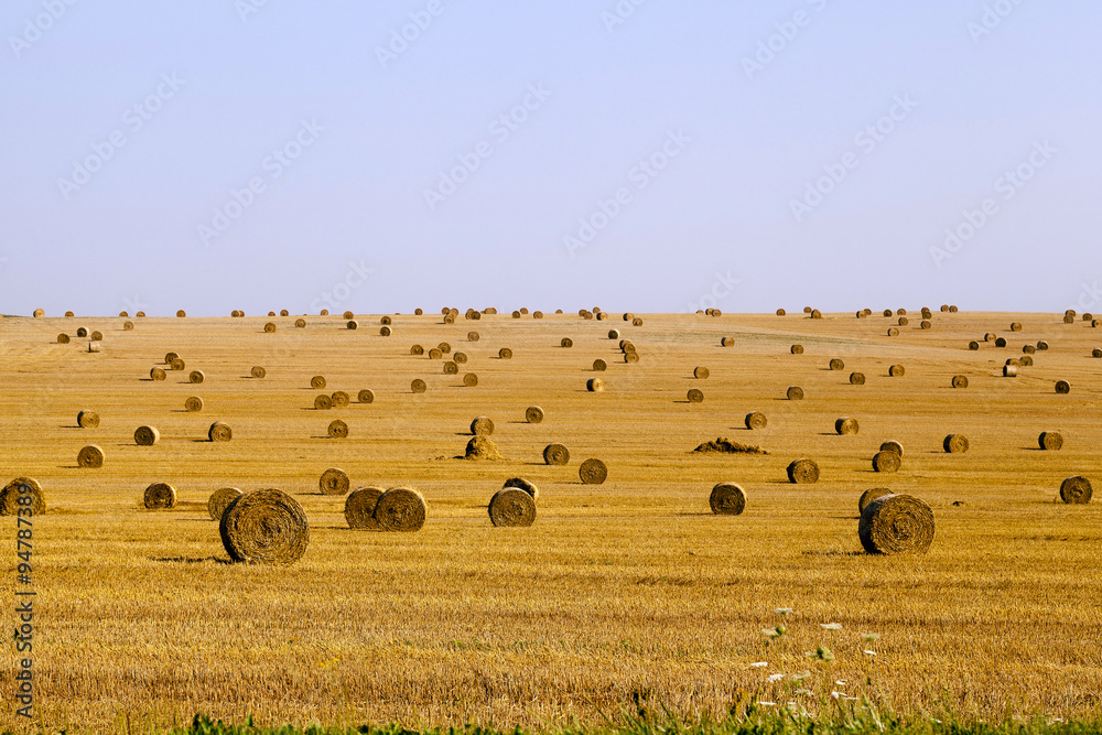 Fototapeta premium harvest of cereals