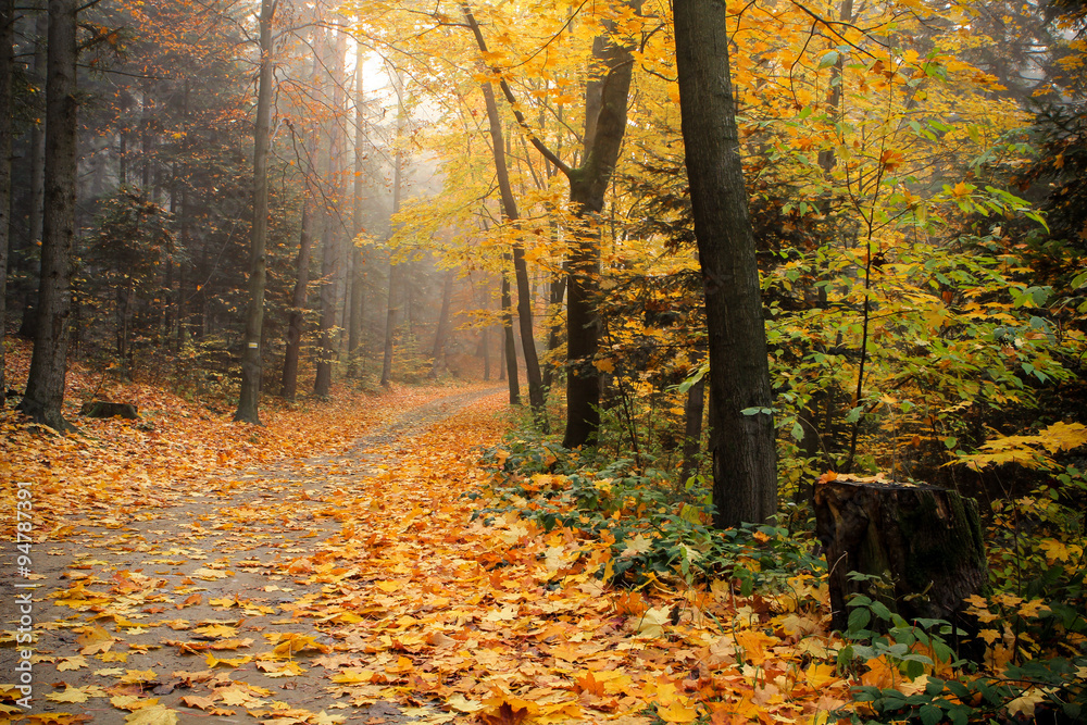 Fototapeta premium Las 