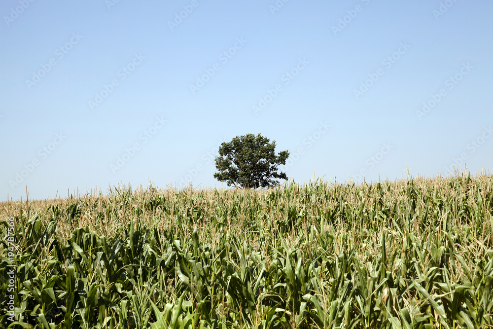 Obraz premium corn field. Agricultural 