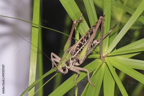 Grasshopper on palm