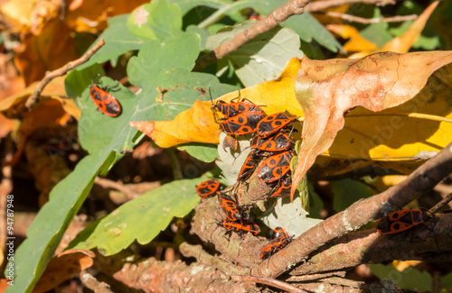 Колония жуков-солдатиков. Pyrrhocoris apterus photo