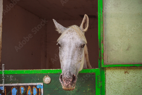 Gray horse mysteriously looks out of the stall.