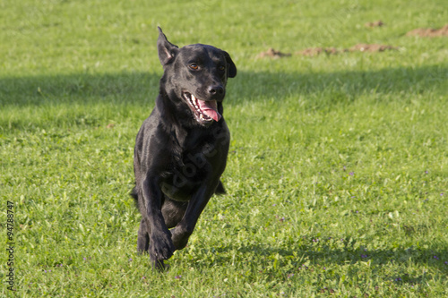 Fototapeta Naklejka Na Ścianę i Meble -  young female Labrador retriever running