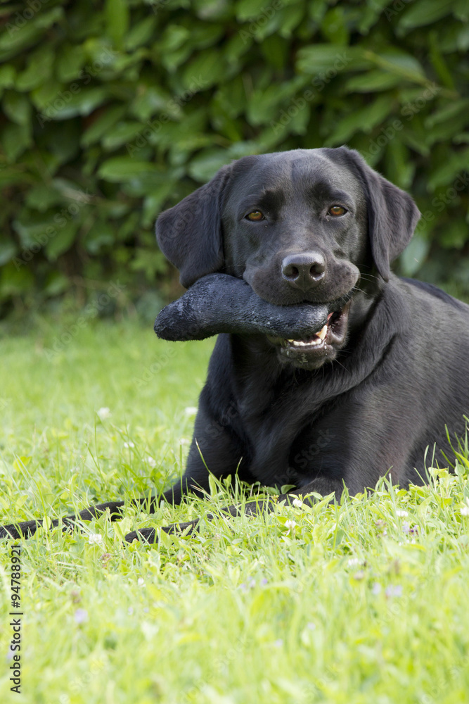 portrait of female Labrador retriever portrait of female Labrador retriever