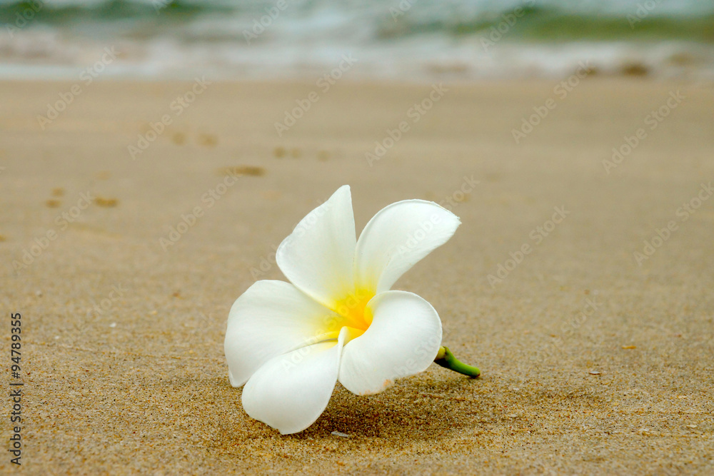 white and yellow frangipani flowers on the beach. white and yellow frangipani flowers on the beach.
