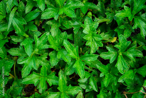 green leaf background