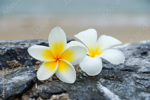 white and yellow frangipani flowers on the stone. © noppharat