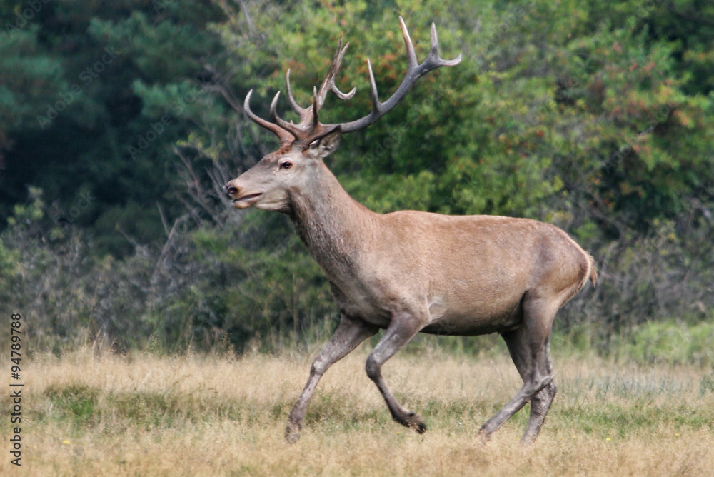 Fototapeta premium Deer