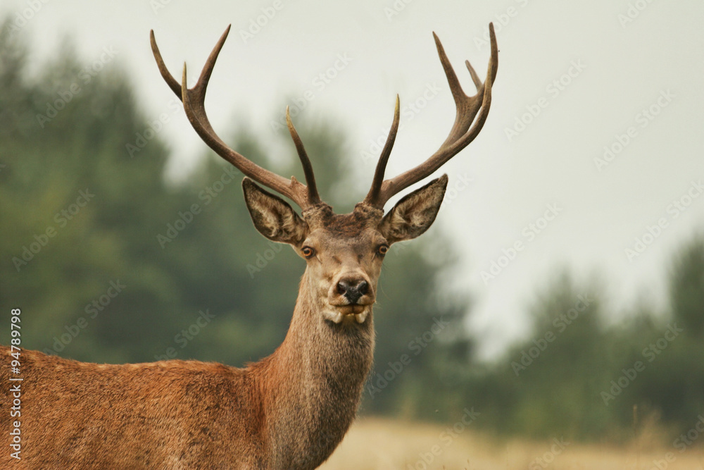 Fototapeta premium Deer