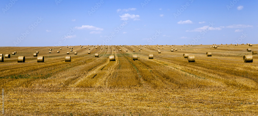   cereals during harvest 