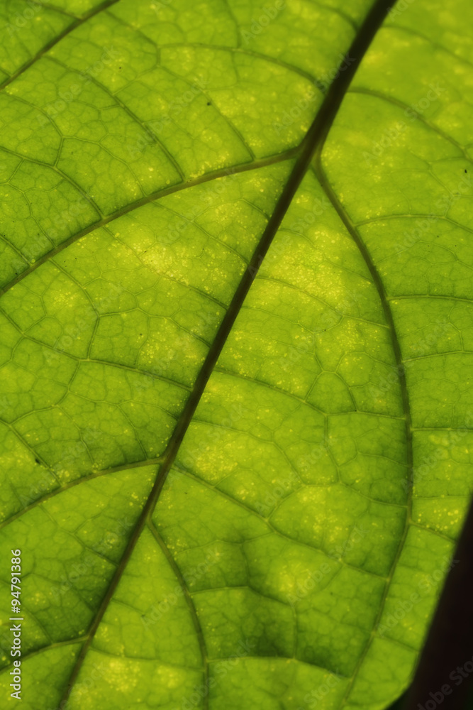 Leaf Leaf