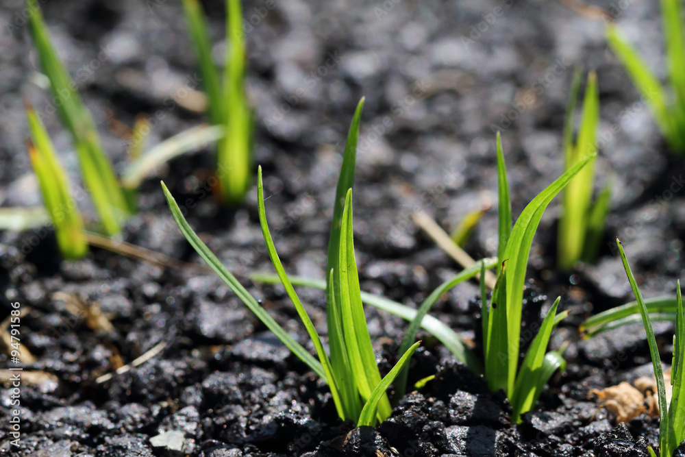 The grass that emerge from the street.
The grass that emerge from the street.
