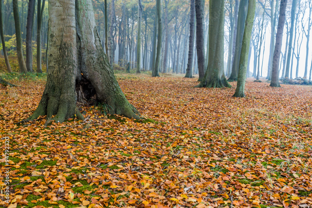 geisterwald geisterwald