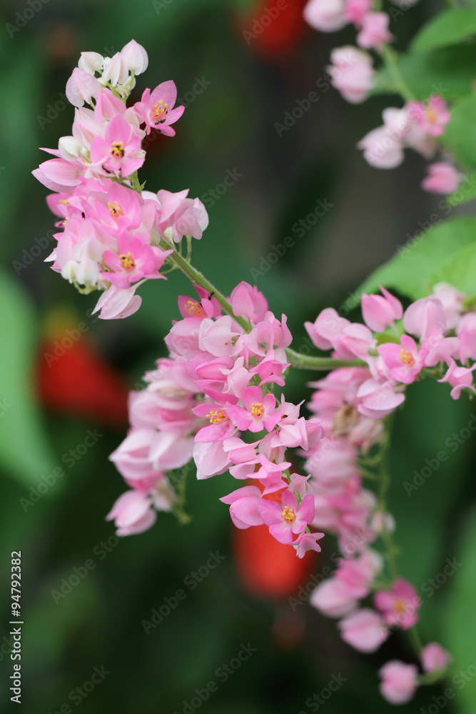 Fototapeta premium pink flowers 