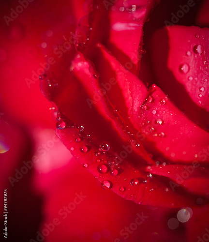 Beautiful rose flower macro shot