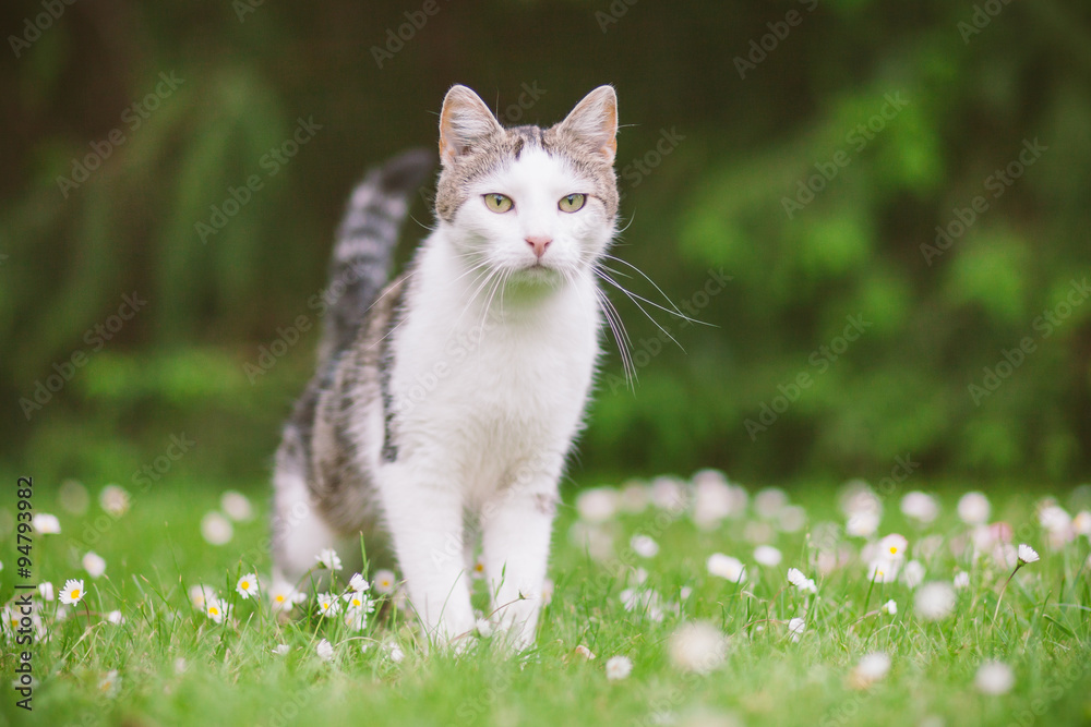 Katze steht auf Wiese und beobachtet Katze steht auf Wiese und beobachtet