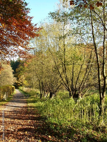 Herbststimmung im Teutoburger Wald bei blauem Himmel und Sonnenschein am Waldwegweg beim Menkhauser Bach in Oerlinghausen  bei Bielefeld am Hermannsweg in Ostwestfalen-Lippe photo