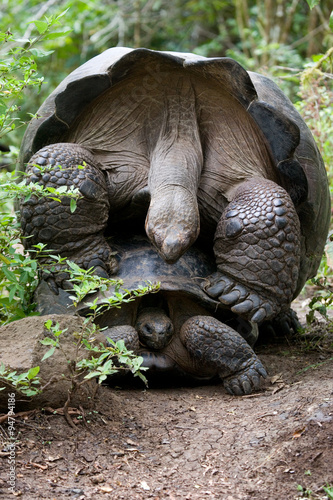 Galapagos tortoises mating season. General form. An excellent illustration.