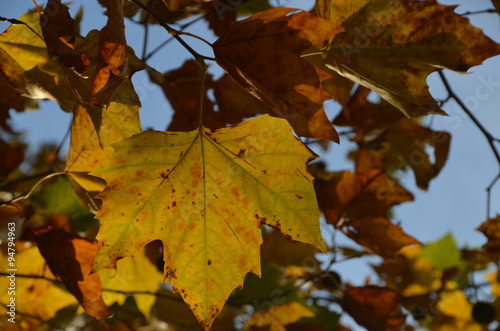 Herbst