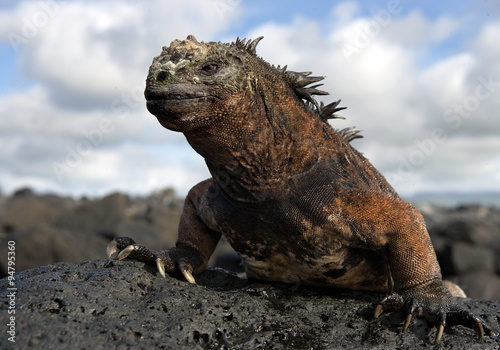 Portrait of the sea iguana sitting on the rocks. Close-up. Galapagos Islands. An excellent illustration.