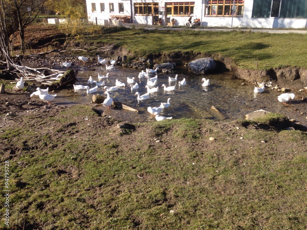 Obraz premium Gänse im Glück