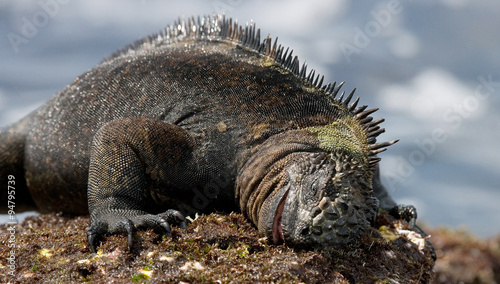 The marine iguana eats algae on the rocks. Close-up. Galapagos Islands. An excellent illustration.