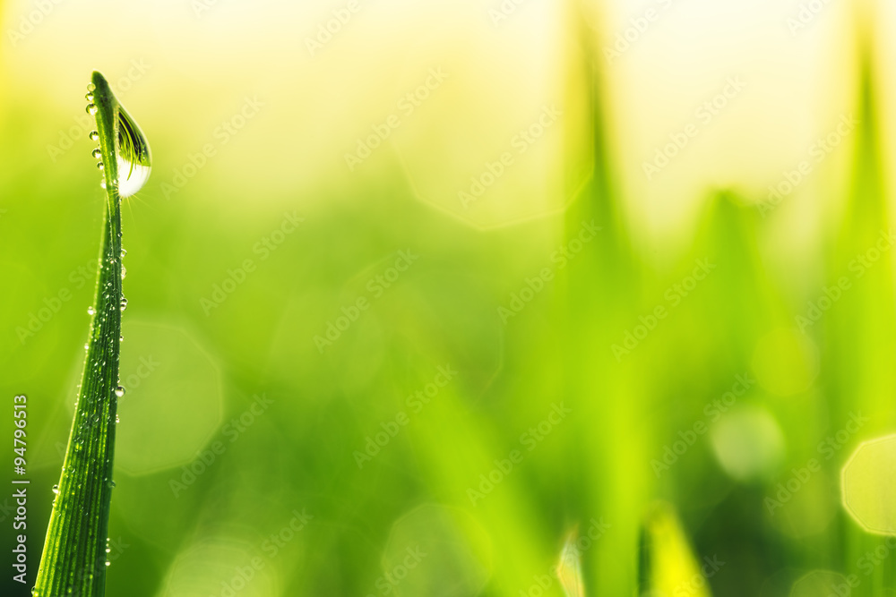 Fototapeta premium Water drops on the green grass