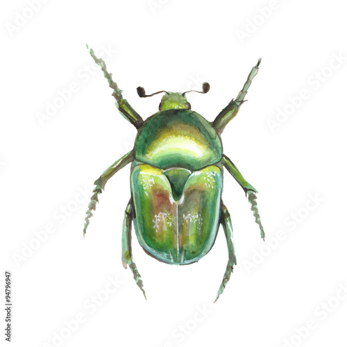 Beetle. Watercolor illustration in vector