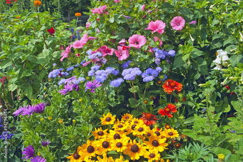 Bright flowers on the flowerbed photo