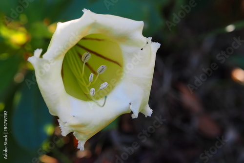 Showy chalicevine flower blossom in winter   photo