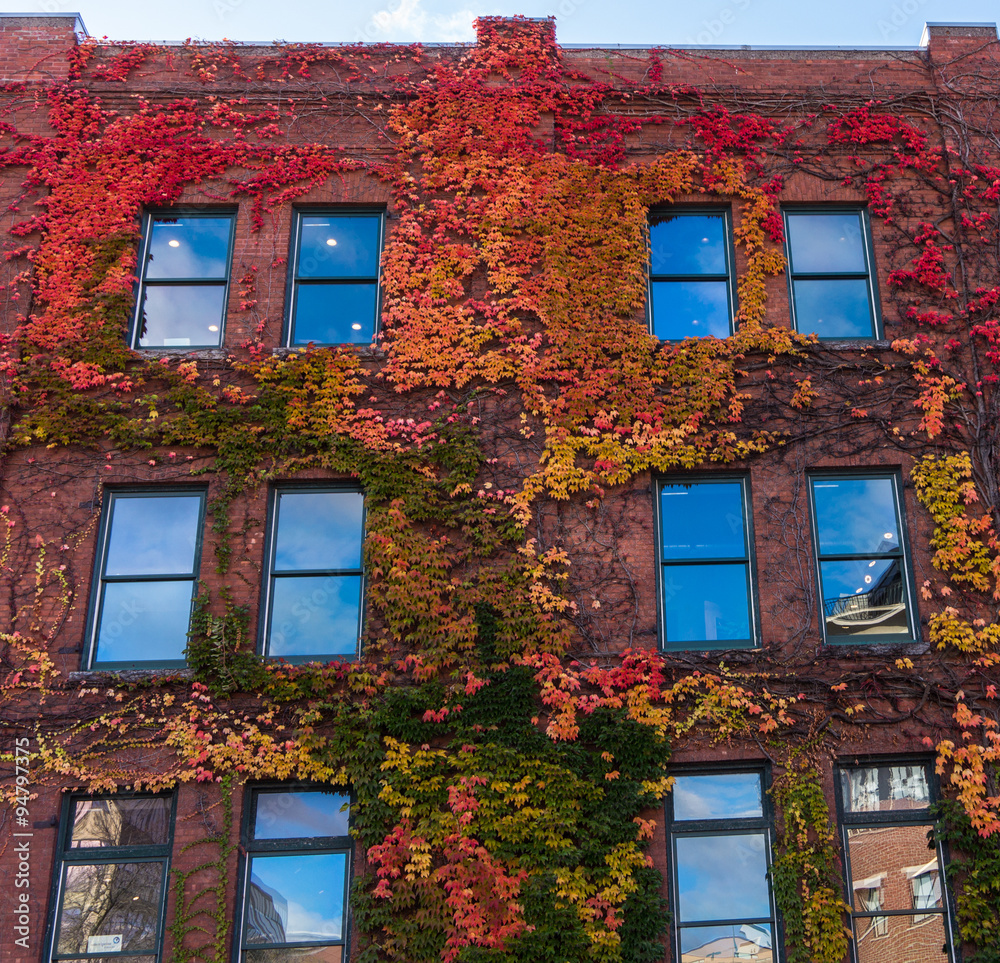 Boston Ivy, an ornamental plant in brilliant fall colors  climbing  the brick surface of an urban building
