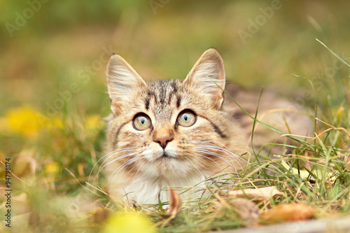 Autumn portrait of cute kitty