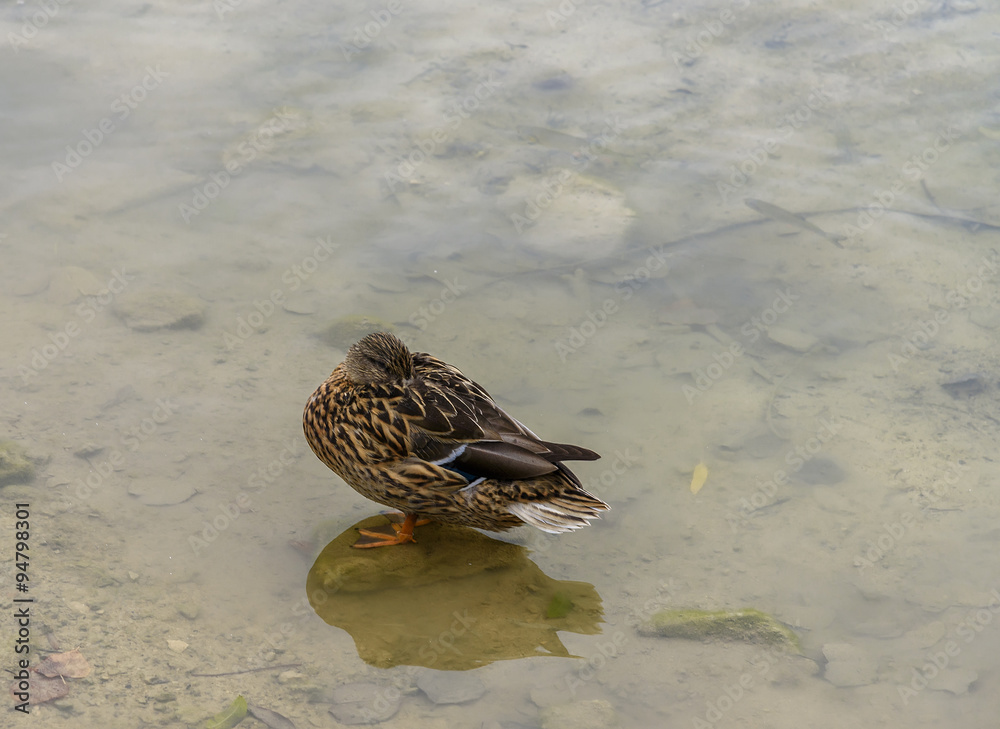 Duck sitting ruffled up Plitvice Lakes National Park Duck sitting ruffled up Plitvice Lakes National Park