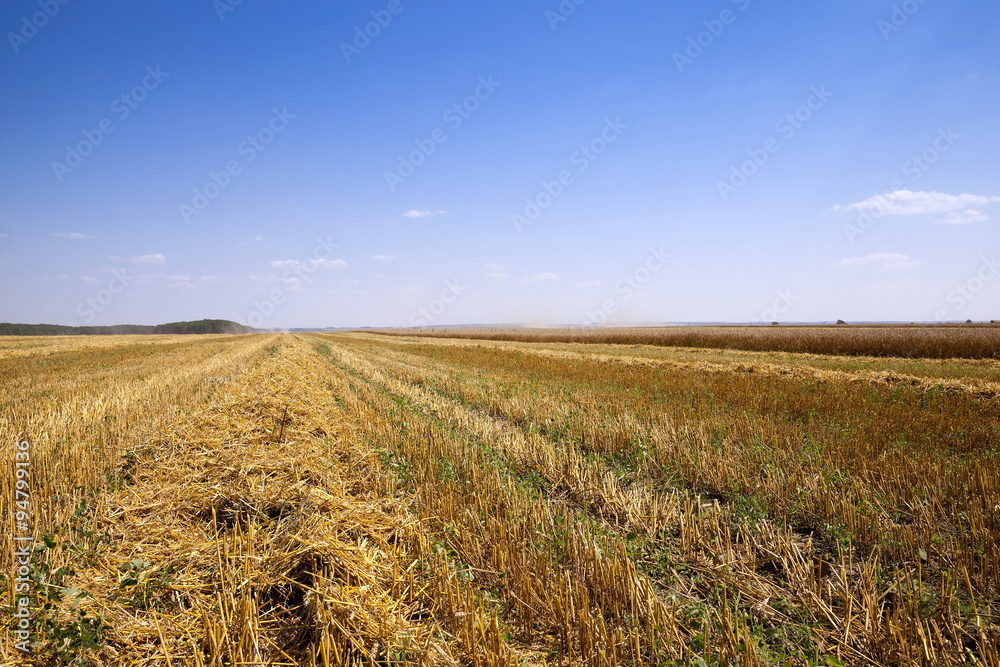 Fototapeta premium harvest of cereals