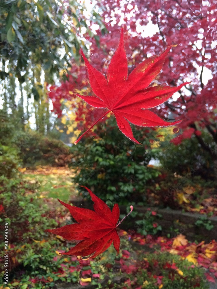 Red maple leaves